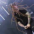 Decapitated2023_07.jpg